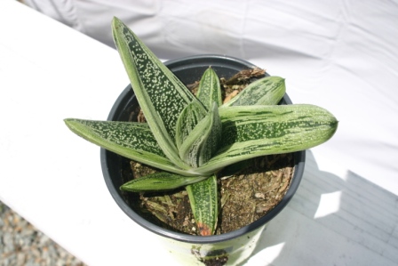 Gasteria batesiana hybrid