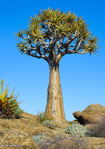 Giant Tree Aloe Non-Branching