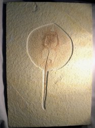 Fossil Sting Ray