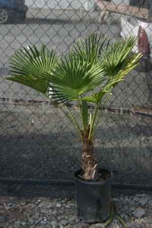 Miniature Chusan Palm