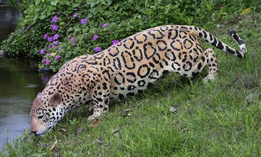 Prowling  Jaguar Sculpture
