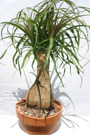 Beaucarnia recurvata