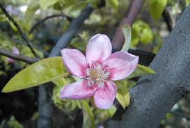 Chinese Quince