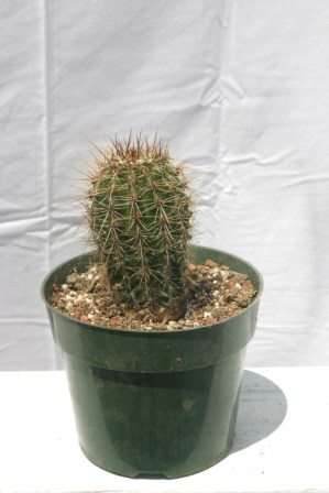 Saguaro cactus 5 Year Old