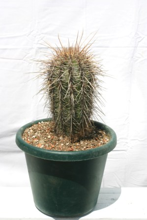 Saguaro cactus 20 Years Old