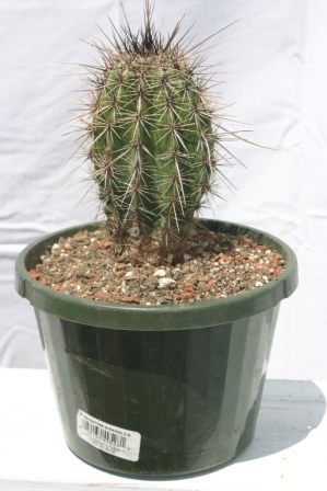 Saguaro cactus 10 Year Old