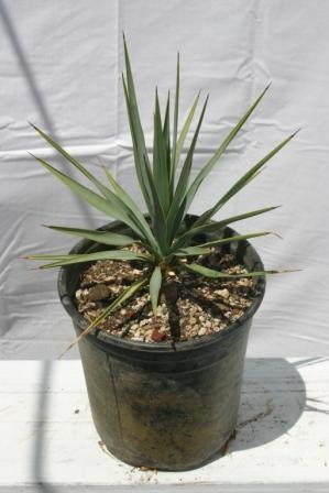 Beaked Yucca