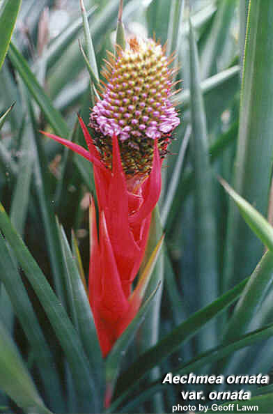 Bromeliad Aechmea ornata