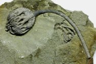 Musuem Quality Crinoid Fossil