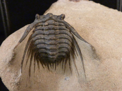 Leonaspis Trilobite