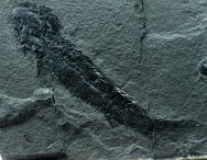 Osteolepiform Fish Fossil