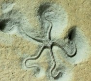 Brittle Sea Star Fossil
