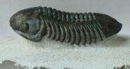 Trilobite Struveaspis moroccanica