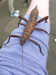 Thorny Devil Stick Insect